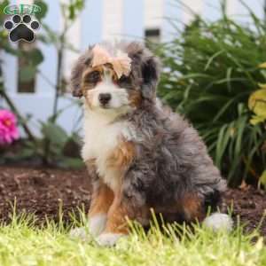 Ember, Mini Bernedoodle Puppy